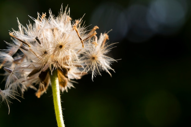 Les fleurs sauvages se dessèchent dans la jungle.