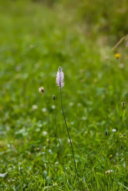 Fleurs Sauvages Sur Le Terrain D'été. Fleur De Plantago.