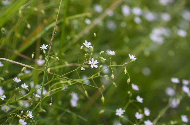 Fleurs sauvages sur le terrain d'été