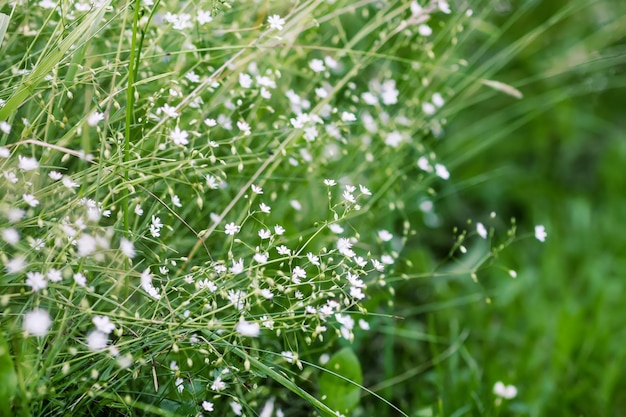 Fleurs sauvages sur le terrain d'été