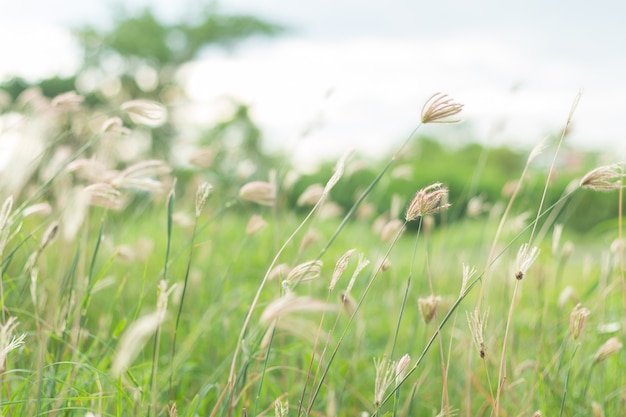 fleurs sauvages sur le terrain