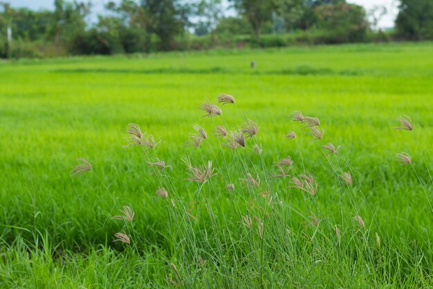 Fleurs sauvages sur le terrain