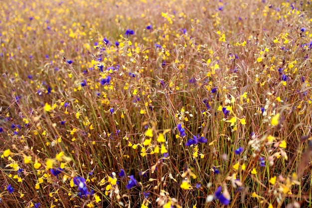 fleurs sauvages, Thaïlande