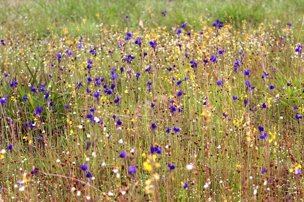 fleurs sauvages, Thaïlande