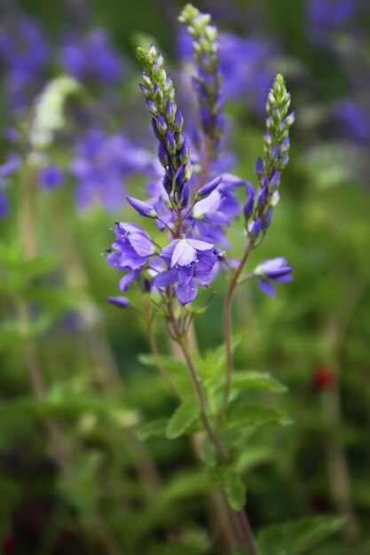 Fleurs sauvages violettes au soleil