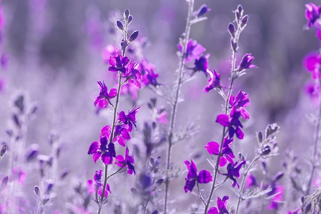 Fleurs sauvages violettes