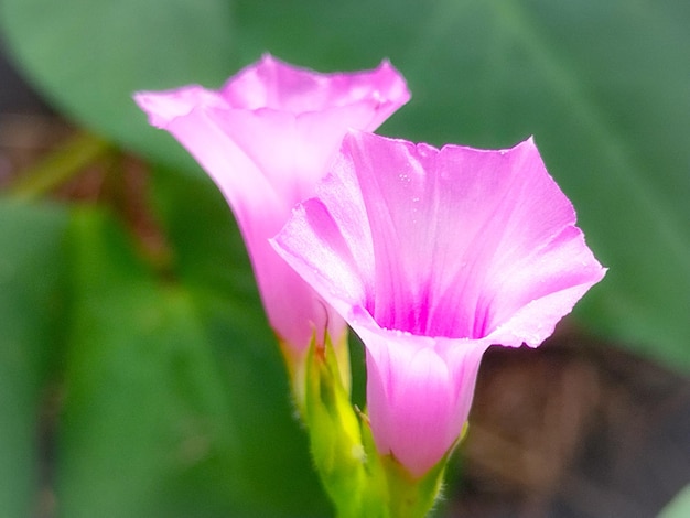 Les fleurs sauvages