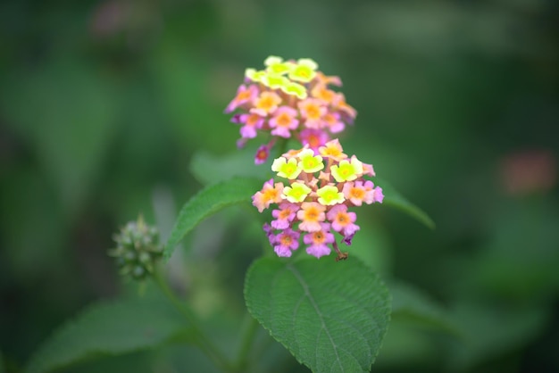 Les fleurs sauvages