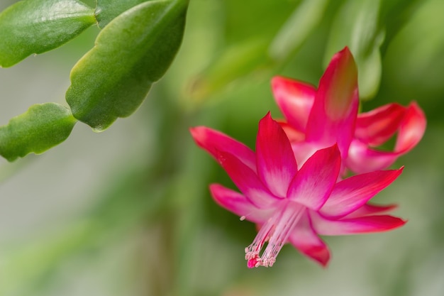 Fleurs de Schlumbergera se bouchent