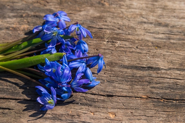 Fleurs de scilla bleues sur fond de bois rustique Premières fleurs de printemps Carte de voeux pour la Saint-Valentin, la fête de la femme et la fête des mères, vue de dessus, espace de copie