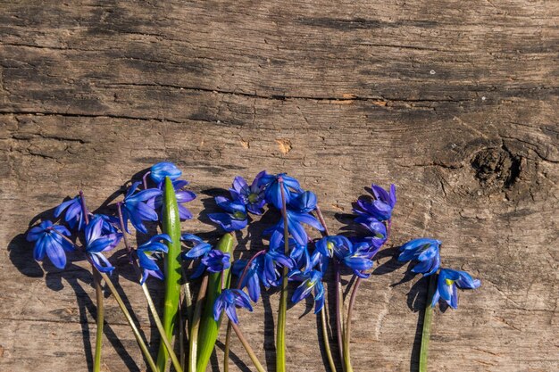 Fleurs de scilla bleues sur fond de bois rustique Premières fleurs de printemps Carte de voeux pour la Saint Valentin Womans Day et Mothers Day Top view copy space