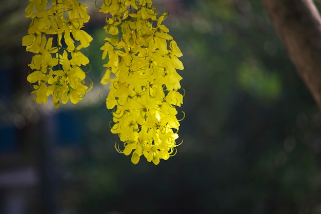 Les fleurs se multiplient sur l'arbre