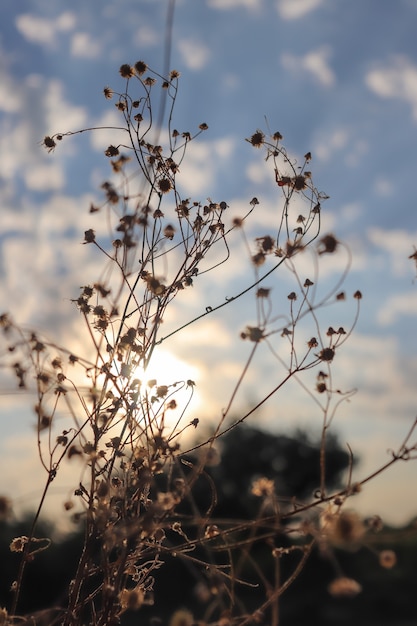 Fleurs séchées au coucher du soleil