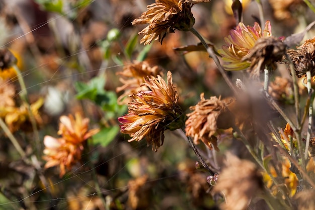 Fleurs séchées en automne