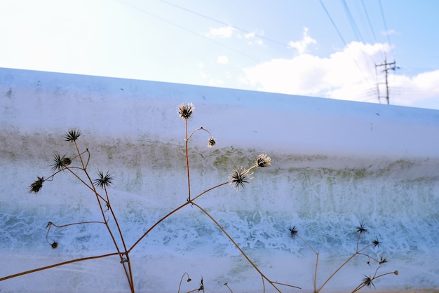 Fleurs séchées avec un ciel bleu