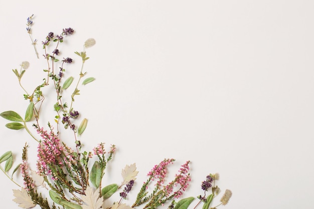 fleurs séchées sur fond blanc