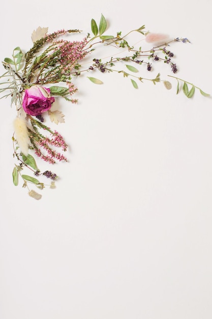 fleurs séchées sur fond blanc