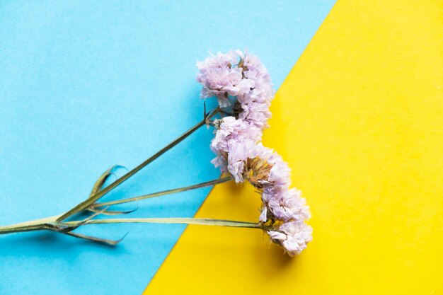 fleurs séchées sur fond bleu et jaune. Drapeau ukrainien et fleurs