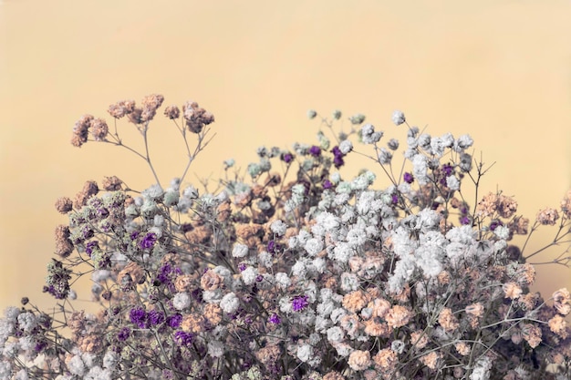 Fleurs séchées de gypsophile