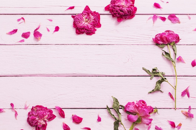 Fleurs séchées sur mur en bois rose