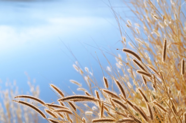 Photo fleurs séchées de pennisetum à plumes ou d'herbe de mission avec un fond bleu de l'eau du lac