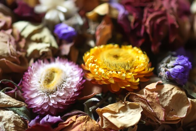 Des fleurs séchées de près