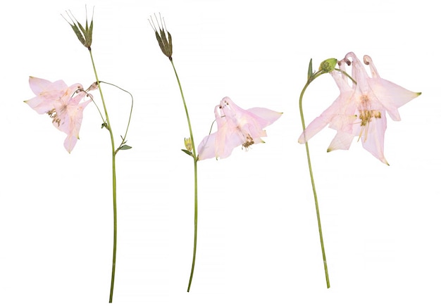 Fleurs séchées et pressées d'une fleur rose Aquilegia vulgaris isolée sur fond blanc