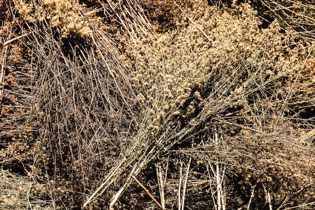 Fleurs séchées