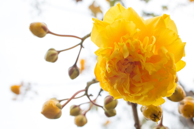 Fleurs en soie jaune coton arbre