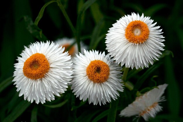 Les fleurs sont blanches et orange.