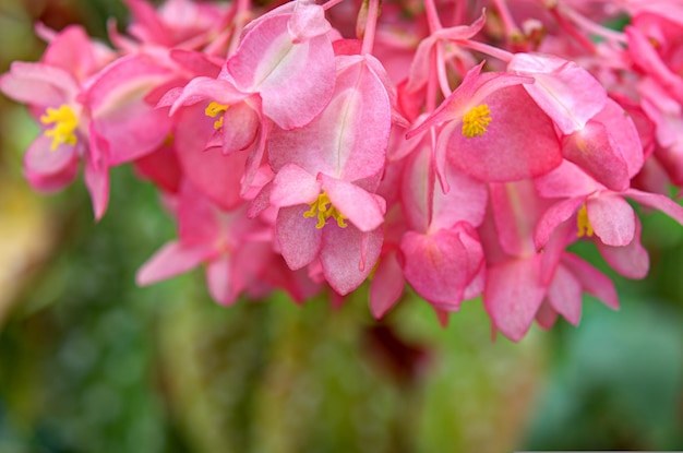 Les fleurs sont très belles à la vue et conviennent à la cour ou à l'intérieur