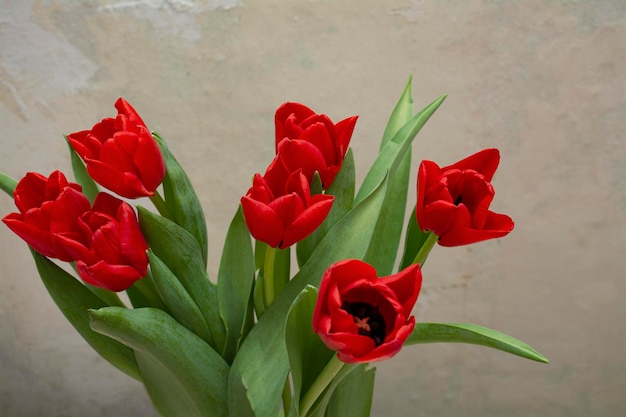 les fleurs sont des tulipes. tulipes jaunes et rouges pour les vacances. vierge pour une carte postale.