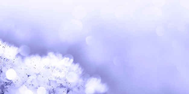 Fleurs de sorbier en fleurs gros plan sur fond flou ensoleillé en couleur de l'année 2022 Très Peri.