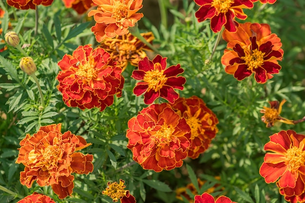 Fleurs de souci apparaissant dans le jardin