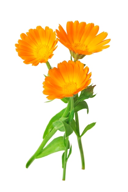 Fleurs de souci de calendula avec des feuilles d'isolement sur le blanc