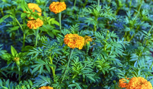 Fleurs de souci dans un champ un jour sans soleil champ agricole en fleurs