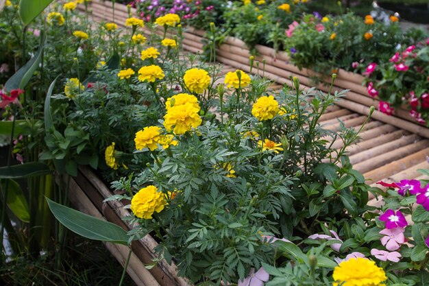 fleurs de souci dans le fond de la nature