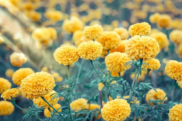 Fleurs de souci dans le jardin