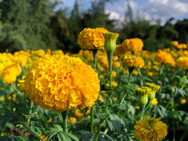 Fleurs de souci dans le pré au soleil avec paysage naturel