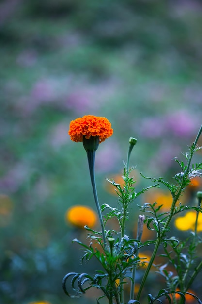 Fleurs de souci jaune et orange Tagetes en fleur parmi d'autres fleurs dans le jardin