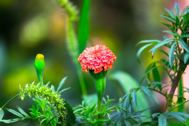 Fleurs de souci jaune et orange Tagetes en fleur parmi d'autres fleurs dans le jardin