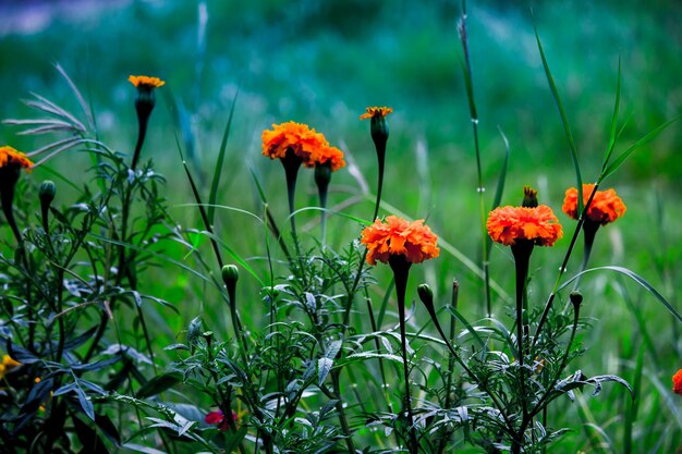 Fleurs de souci jaune et orange Tagetes en fleurs parmi d'autres fleurs dans le jardin