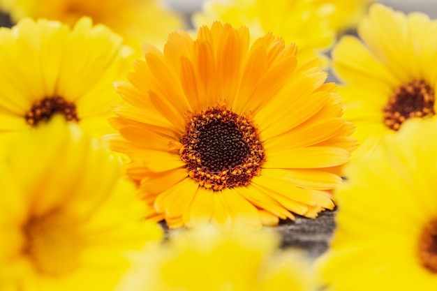 Fleurs de souci orange à feuilles vertes (Calendula officinalis)