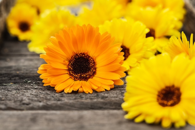 Fleurs de souci orange et jaune (Calendula officinalis)