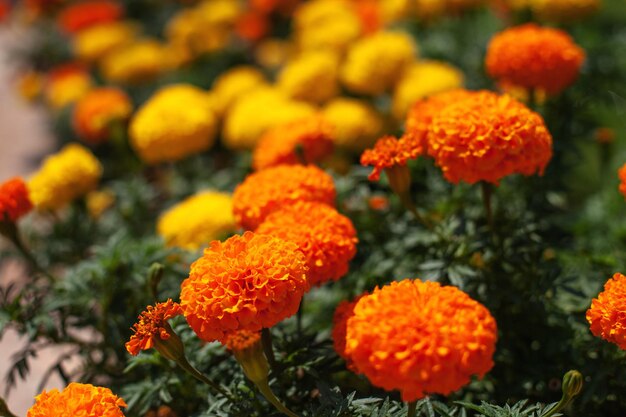 Les fleurs de souci sont fond naturel orange et jaune