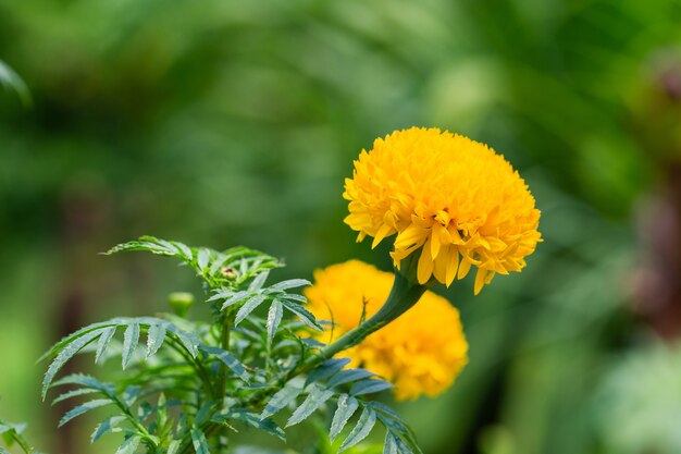 Les fleurs de souci sont lumineuses.