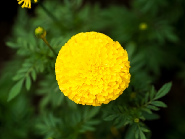 Fleurs de souci En souvenir du roi Rama 9 de Thaïlande.King Bhumibol Adulyadej