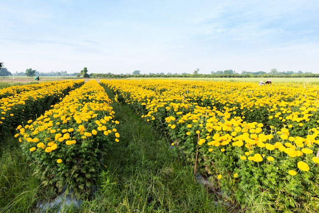 Fleurs de souci