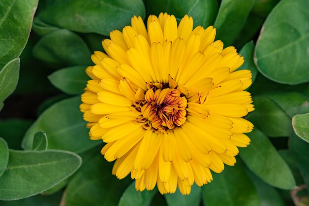 Fleurs de soucis anglais dans le jardin