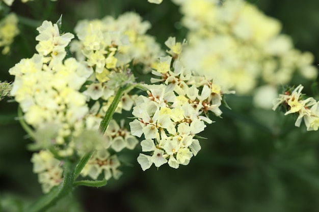 Fleurs de statice blanc poussant dans le jardin closeup concept de décoration de bouquets secs fond